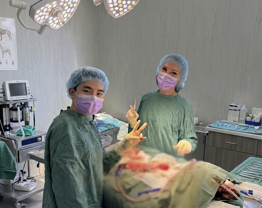 Veterinary student assisting a surgeon in a sterile operating theatre